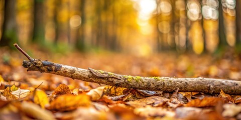 Aufkleber - A single branch lies in the path of a sun-drenched woodland, surrounded by a carpet of fallen autumn leaves.