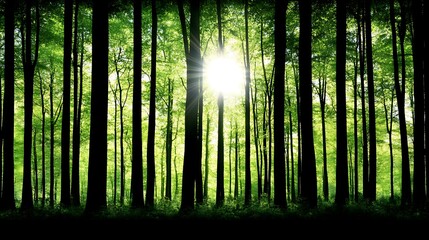 Wall Mural - Woodland Sunlight Radiance Through Forest Canopy Natural Ambient Lighting Atmospheric Scene Environment