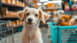 © Sahraya - Petshop products and accessories - fish in aquarium, pet house, packs and bag of food and bowls for feeding dogs and cats, collars. Cartoon zoo shop with domestic animals care supplies and stuff.