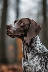 Sticker - A brown and white dog sitting in a wooded area