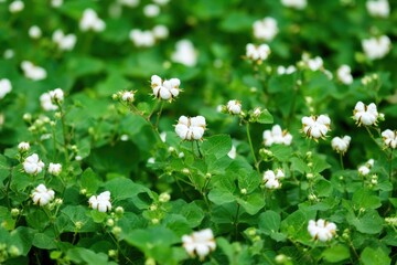 Sticker - A beautiful field of white flowers surrounded by lush green leaves