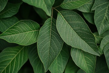 Wall Mural - Lush green leaves with visible veins, close-up view.