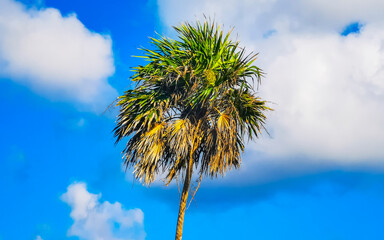 Wall Mural - Tropical palm trees coconut tree blue sky Tulum Mexico.