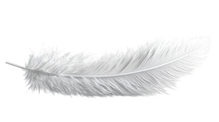 white feather 3d render icon isolated on white background