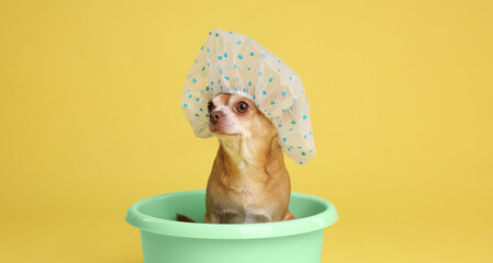 Wall Mural - Cute funny dog with shower cap in basin on yellow background