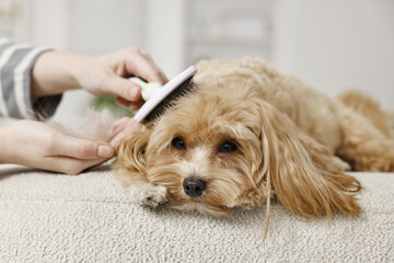 Wall Mural - Woman brushing dog's hair at pouf indoors, closeup. Pet grooming