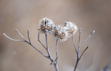 Wall Mural - A close up of a dried up flower with a frosty look to it