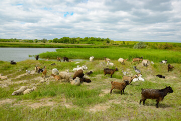 Sticker - Herd of goats in pasture next to lake.