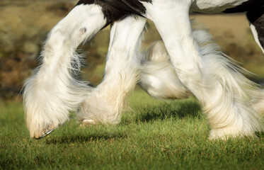 Canvas Print - Detail of feathered Gypsy Vanner Horse feathered legs in motion