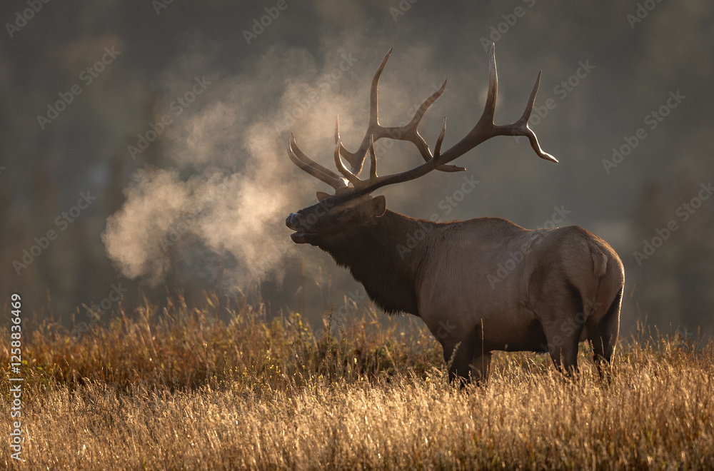 Bull elk during the rut in the Canadian Rockies Stock Photo | Adobe Stock