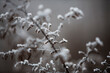 © MACO - Bushes and grass covered in frost and ice in the winter