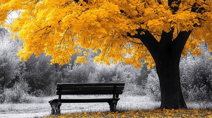 Wall Mural - Solitary bench sits beneath a maple tree adorned with vibrant yellow leaves in a monochromatic setting