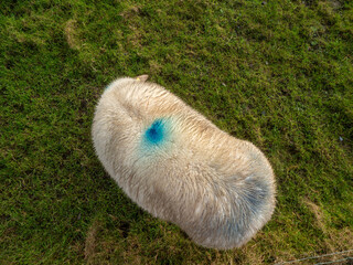 Fototapete - Wool sheep grazing on a hillside. The sky is cloudy and the grass is green. The sheep are eating grass and looking up at the sky. Agriculture and farming industry.