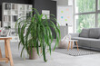 © Pixel-Shot - Interior of stylish office with sofa, houseplant and shelving unit
