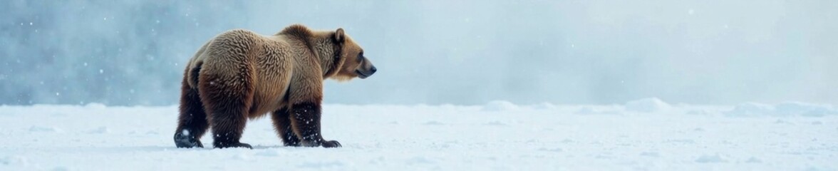 arctic brown bear standing alone in snowy landscape, animals, animal silhouette, wildlife photograph