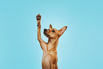 Wall Mural - Chihuahua dog posing in studio with cute paws and small ears, perfect pet portrait for stock sites