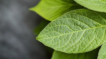Poster - Close Up of Fresh Green Leaves with Detailed Texture and Vibrant Color for Natural Beauty : Generative AI