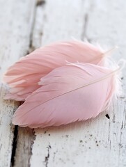 Leinwandbilder - Soft Pink Feathers on Rustic Wooden Background Ideal for Craft Projects : Generative AI