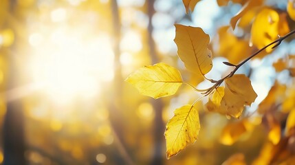 Aufkleber - Golden autumn leaves illuminated by sunlight creating a warm and cozy atmosphere : Generative AI