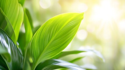 Aufkleber - Close up of vibrant green leaves in natural sunlight with blurred background : Generative AI