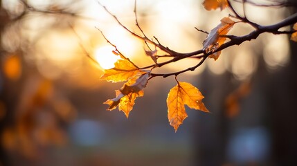 Aufkleber - Autumn Leaves Glowing in the Sunlight Beautiful Fall Nature Background : Generative AI