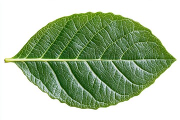 Wall Mural - Green Leaf Close-up on White Background