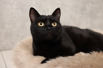 Wall Mural - Cute black cat lying on rug, closeup. Adorable pet