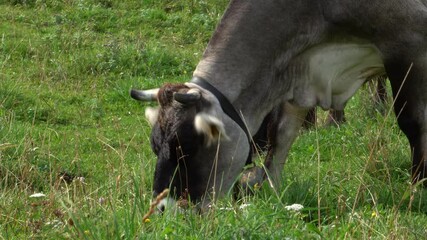 Wall Mural - Closeup of a zebu cattle grazing in a green grass field