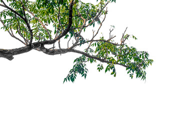 tree branch isolated on white background