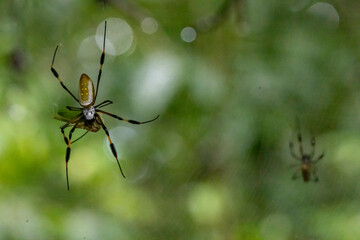 spider on the web