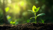 © Biilal - Young Plant Growing in Soil A Symbol of Growth and Renewal, Agriculture Concept Seeding Growing Step by Step
