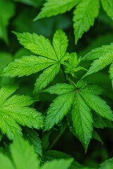 Poster - Close-up of vibrant green marijuana leaves in a dewy forest