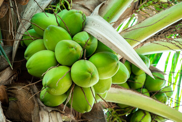 Wall Mural - Fresh coconut hanging on tree, Young coconut fruits on tree, Green Growing Coconuts in tree