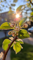 Wall Mural - Spring blossoms backlit sunset garden