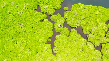 Wall Mural - Aerial view of panoramic mangrove forest. Mangrove landscape. Bohol,Philippines.