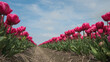 © Milou Dirks - rows of pink or red tulips in field as seen from below with blue sky above in spring