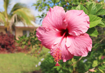Wall Mural - closeup of a gorgeous pink hibiscus blooming in the sunlight