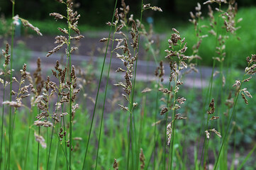 Sticker - Hierochloe odorata. Sweet grass or holy grass.