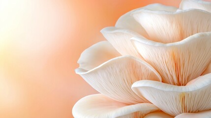 Wall Mural -  a close up of a group of white oyster mushrooms on an orange background The mushrooms are arranged in a cluster, with some overlapping each other, and the backgrou