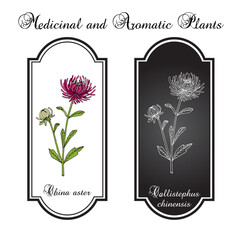 Wall Mural - China Aster (Callistephus chinensis), ornamental plant. Hand drawn vector illustration