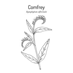 Wall Mural - Comfrey (Symphytum officinale), medicinal plant. Hand drawn vector illustration