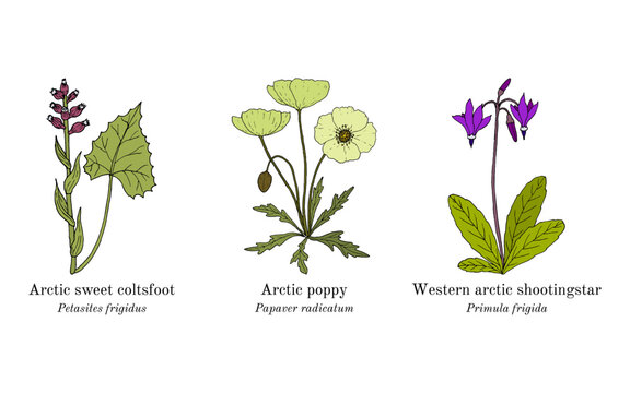 Collection of arctic plants. Hand drawn vector illustration
