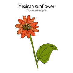 Wall Mural - Mexican sunflower (Tithonia rotundifolia), ornamental plant