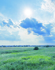 Wall Mural - Field of grass with a bright sun shining on it