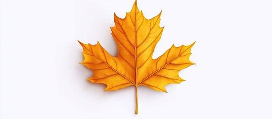 Poster - Vibrant autumn maple leaf in yellow and orange colors positioned centrally on a clean white background, ideal for herbarium botanical studies.