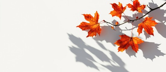 Fototapete - Vibrant orange maple leaves with intricate shadows against a soft white background highlighting the beauty of autumn foliage branch arrangement.
