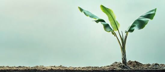 Leinwandbilder - Emerging banana tree shoots with vibrant green leaves on the left side of a soil patch against a softly blurred light background.