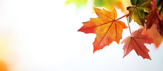 Poster - Vibrant red and orange autumn maple leaves on the left side against a softly blurred white background creating a serene seasonal atmosphere
