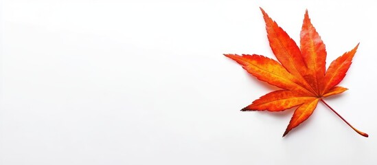 Poster - Vibrant red and orange autumn maple leaf positioned on the right against a clean white background showcasing seasonal beauty and contrast.