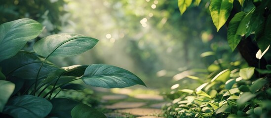 Leinwandbilder - Lush green foliage frames a serene forest pathway with dappled light filtering through, evoking tranquility and natural beauty.
